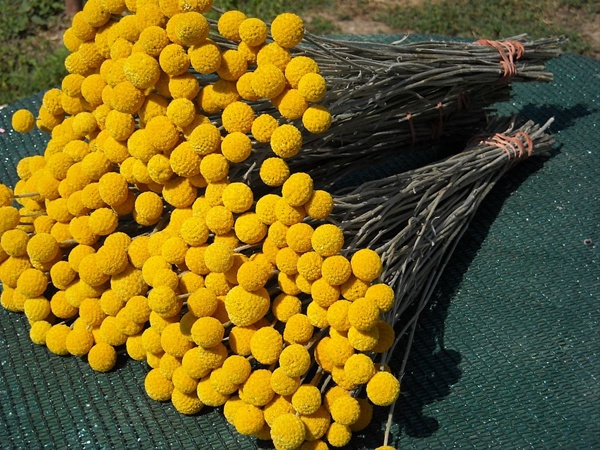 คราสพีเดีย - Craspedia 50 เมล็ด