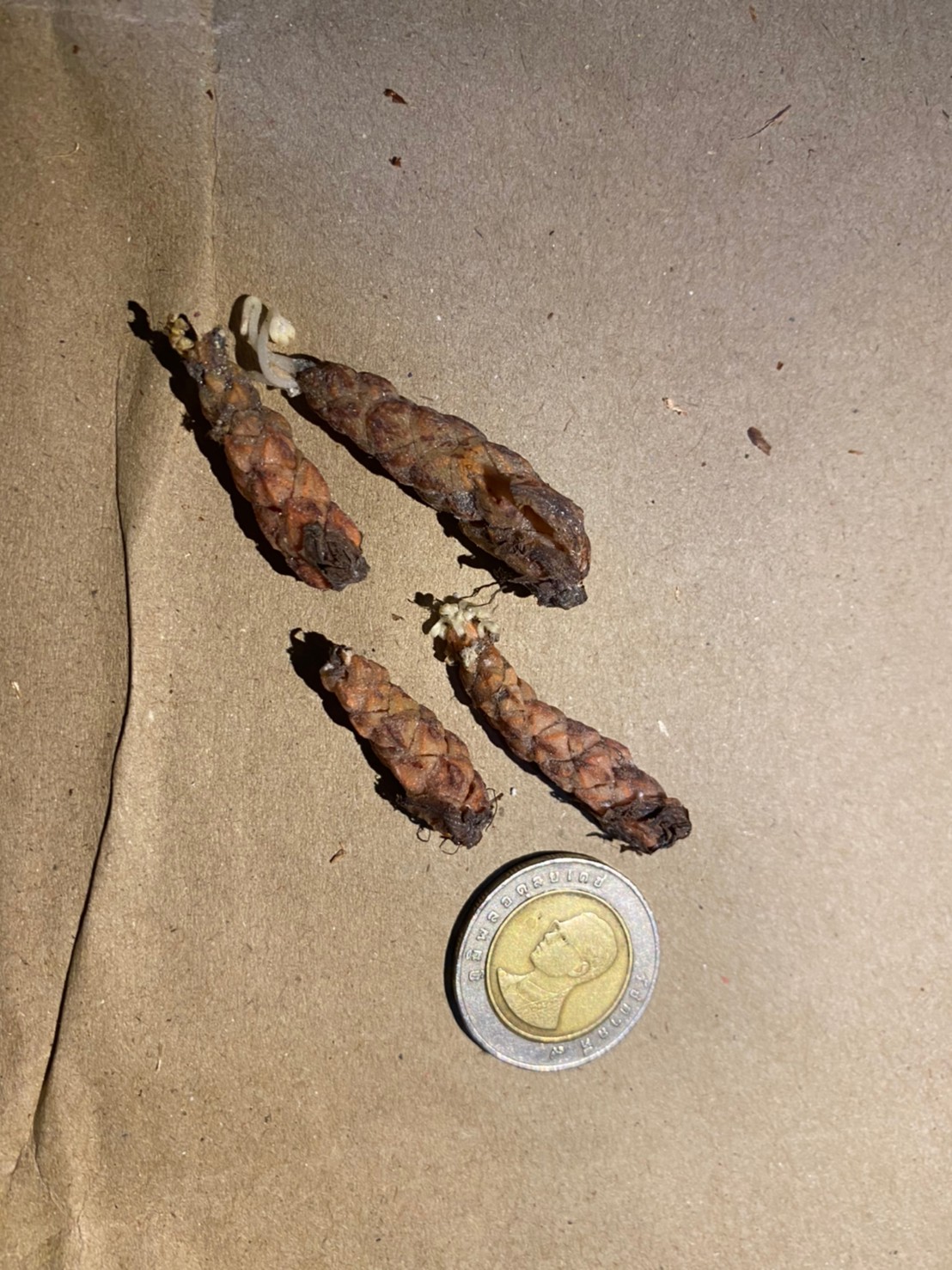 ผีเสื้อราตรีดอกขาว - Oxalis regnellii (Wood Sorrel) 4 หัว