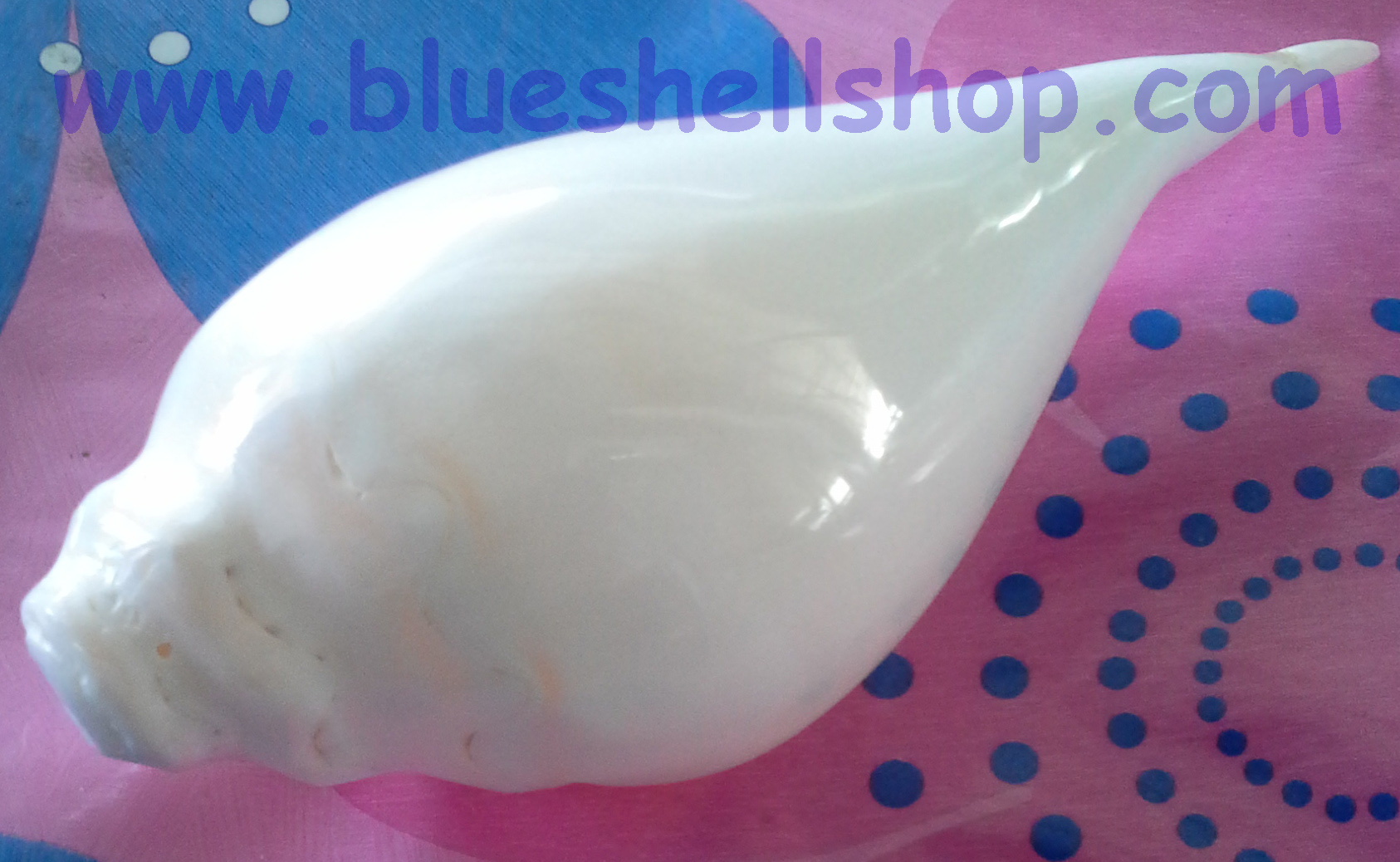 หอยสังข์ปลีกล้วย