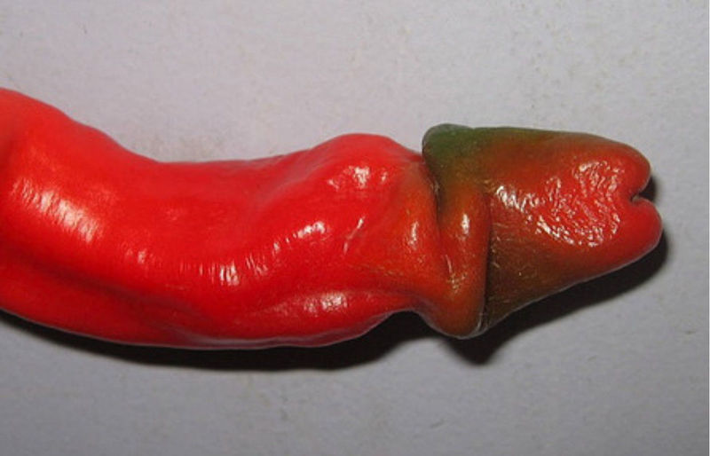 พริกกระจู๋สีแดง - Red Peter Pepper