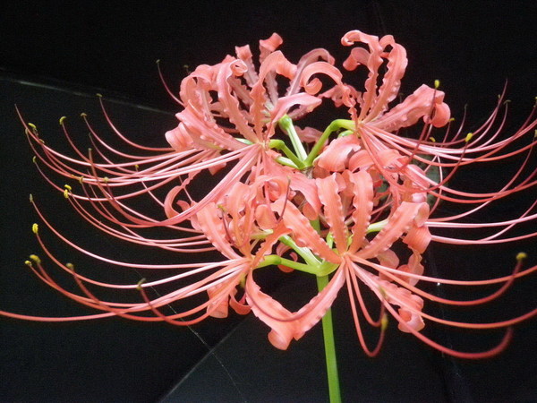 หัวลิลลี่แมงมุมสีชมพูกลีบหยิก - Pink Curling Spider Lily (Lycoris Sp.) 1 หัว