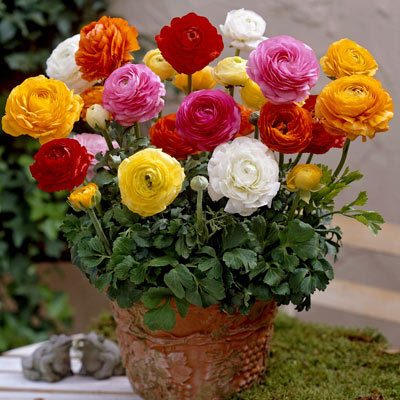 รานันคูลัส - Ranunculus