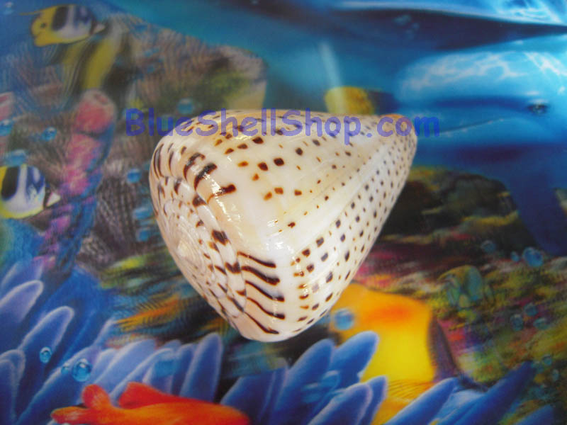 หอยเต้าปูนหินอ่อน