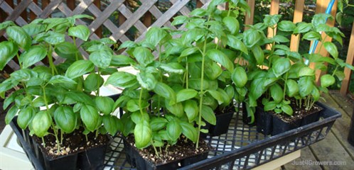 โหระพาเจนัว - Genovese Sweet Basil