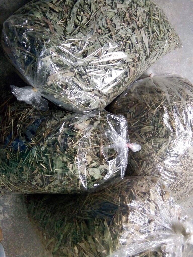 หญ้ารีแพร์ น้ำหนัก 50 กรัม 🌿 Premium Dried Repair Grass 📦 50g | Premium Grade ✨ หญ้ารีแพร์แบบอบแห้ง ชารีแพร์ Repair Grass คัดเกรด รับรองคุณภาพ🌿 အရည်အသွေးမြင့် အခြောက်ခံထားသော ပြန်လည်ပြုပြင်ရေးမြက်