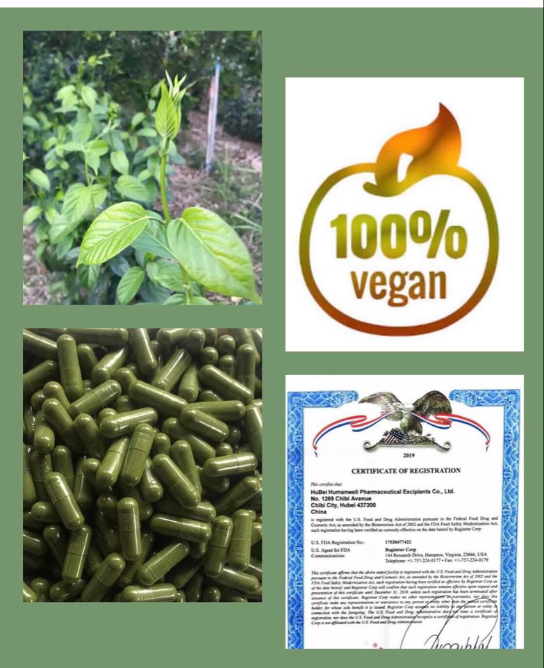 เชียงดาแคปซูล 60 เม็ด Gymnema เชียงดาแคปซูล Organic Chiangda Tea ได้รับเครื่องหมาย ประทับตรา NFI ผักเชียงดาอัดแคปซูลปลอดสารสำหรับผู้ที่มีปัญหาระดับน้ำตาลในเลือดสูง ช่วยปรับระดับอินซูลินในร่ายกายให้อยู่ในสภาวะที่สมดุล