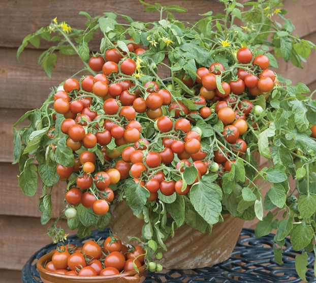 มะเขือเทศมาสคอตก้า - Maskotka Tomato
