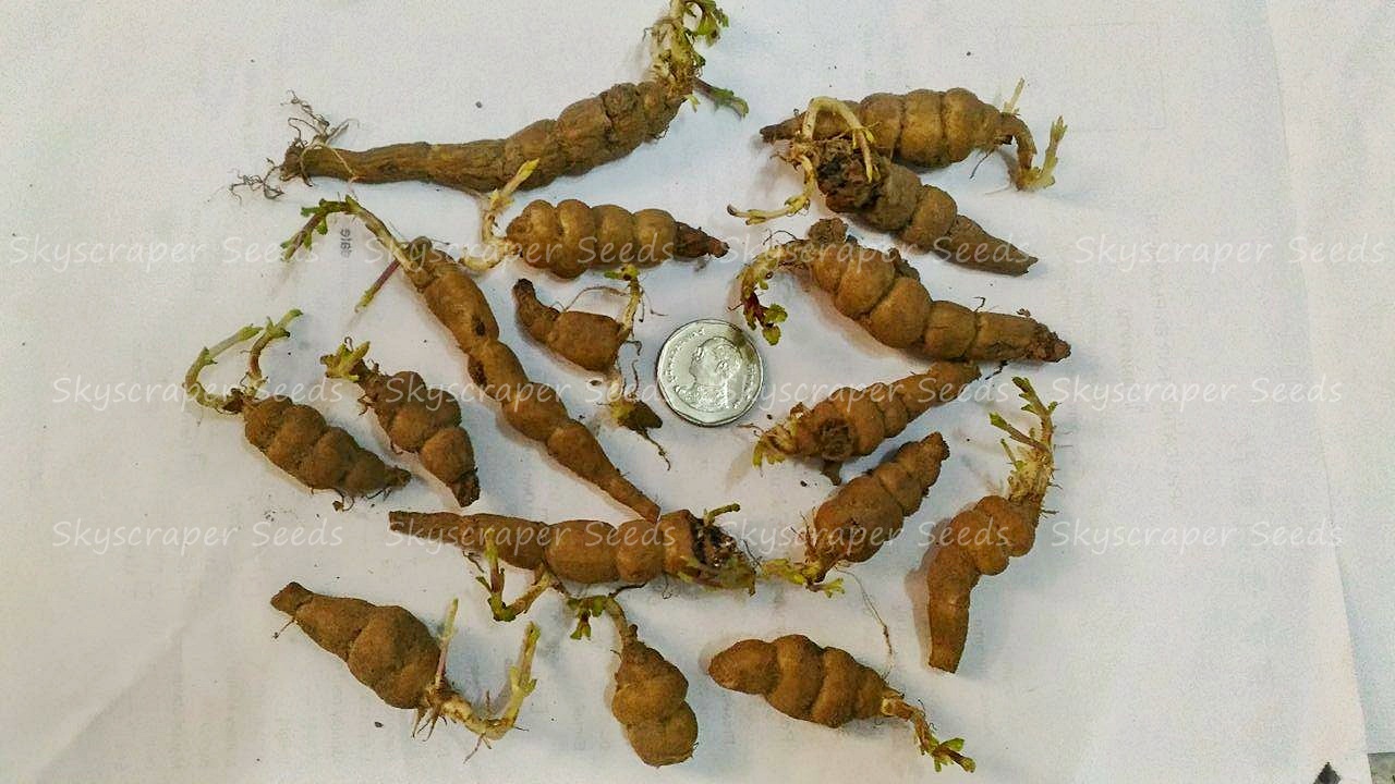 รากถั่วด้วง - Chinese artichoke (Stachys sieboldii)