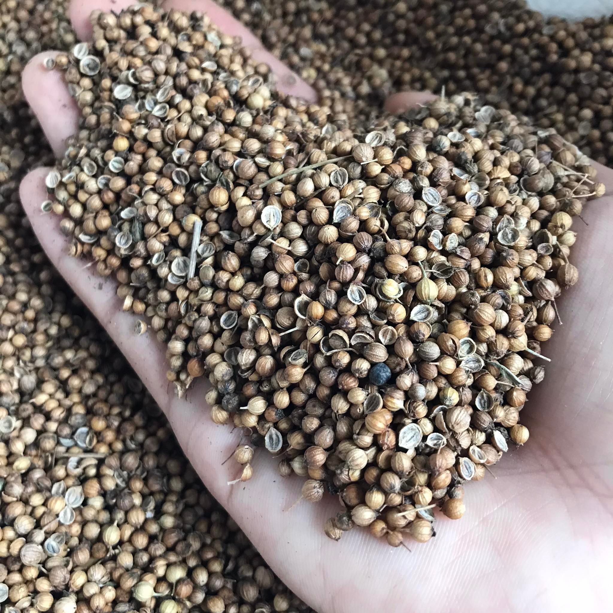 เมล็ดพันธุ์ผักชีไทย ขนาด 25 กรัม Coraninder seed / ลูกผักชี เมล็ดผักชี อ.ฝาง จ.เชียงใหม่ เมล็ดผักชีนำมาใช้เป็นเครื่องเทศ ลูกผักชีจะมีกลิ่นรสคล้ายพืชตระกูลส้ม มะนาว