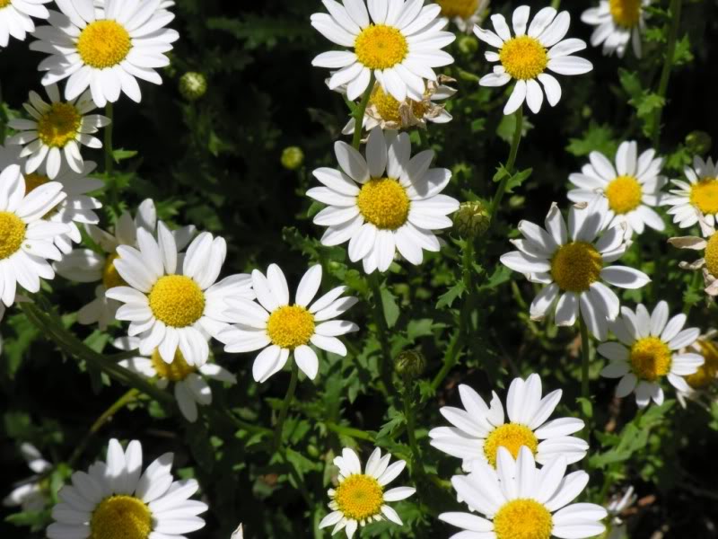 เดซี่เลื้อย - Creeping Daisy