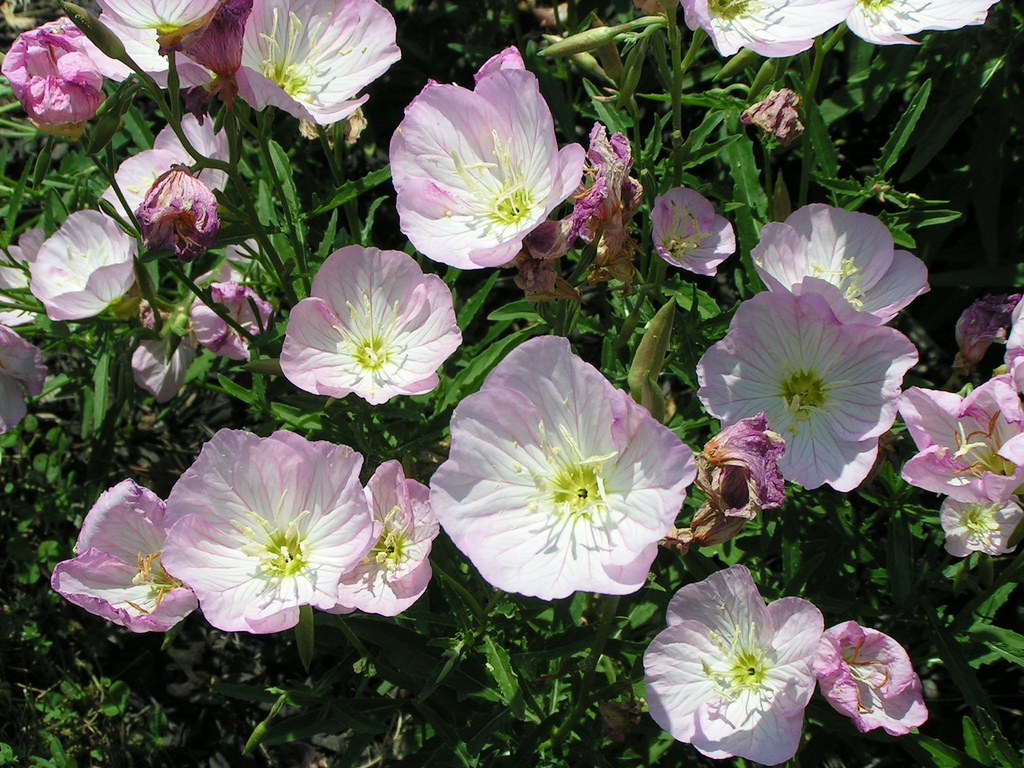 อีฟนิ่งพริมโรสสีชมพู - Pink Evening Primrose