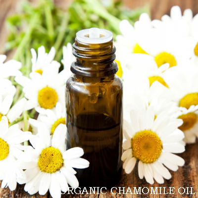 คาโมมายล์เยอรมัน - German Chamomile