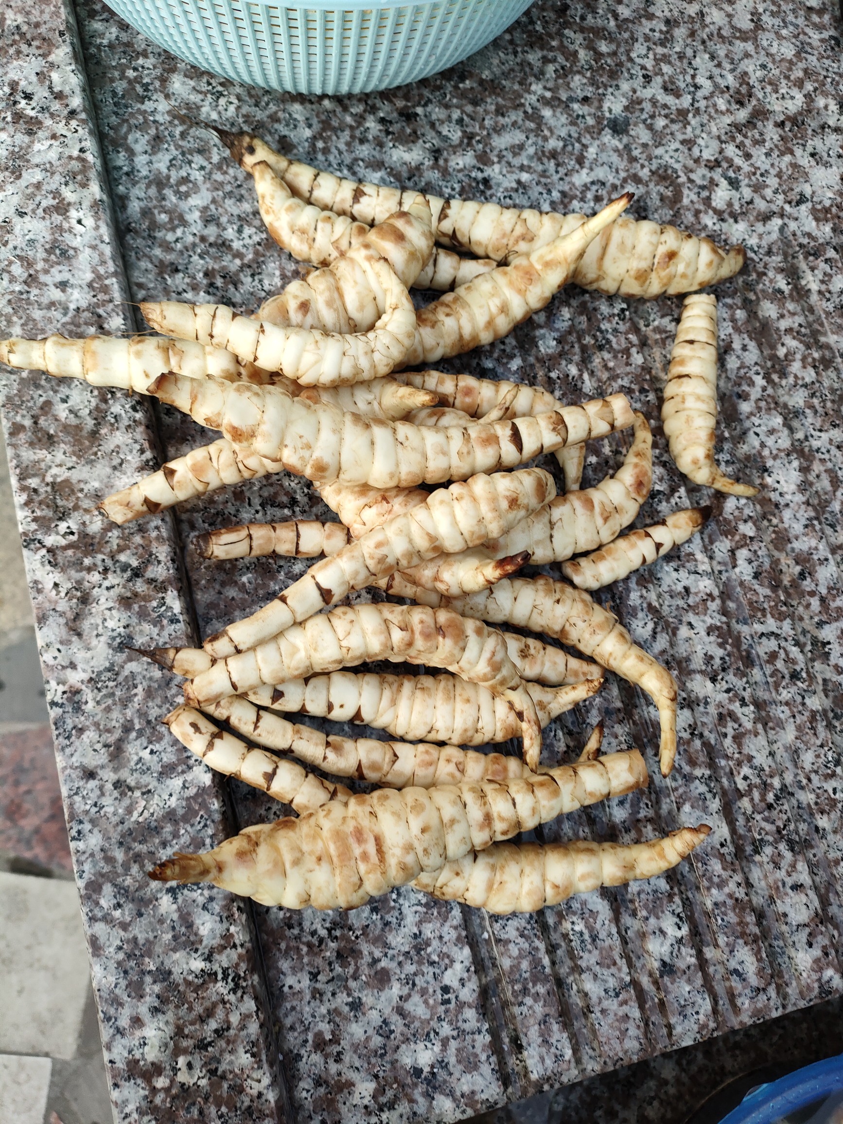 รากถั่วถังเช่า - Stachys geobombycis