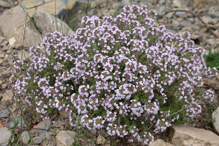 ไทม์ฝรั่งเศส - French Thyme