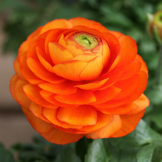 รานันคูลัส - Ranunculus