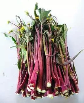 กวางตุ้งก้านแดง - Red Choy Sum