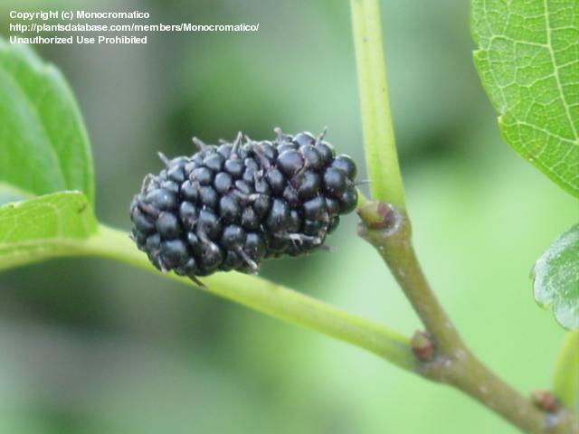 หม่อนดำ - Black Mulberry