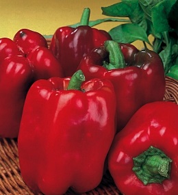 พริกหวานสีแดง - Yolo Wonder L Pepper