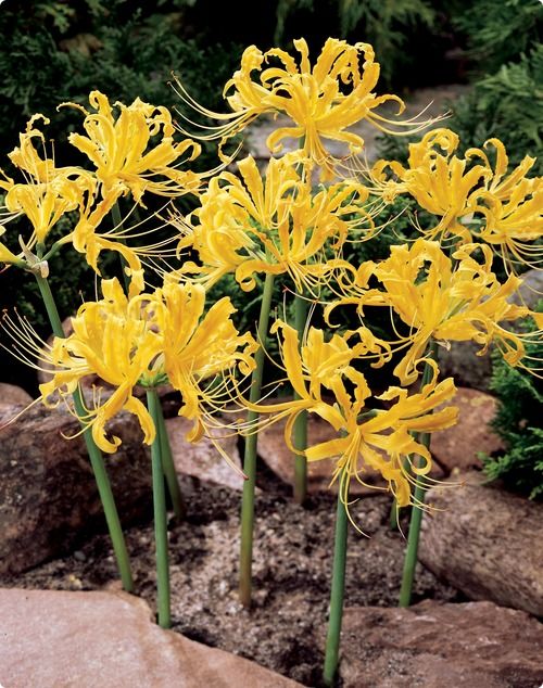 หัวลิลลี่แมงมุมสีเหลือง (ฮิกังบานะ) - Yellow Spider Lily (Lycoris Radiata) 1 หัว