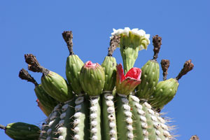 ซากัวโร - Saguaro