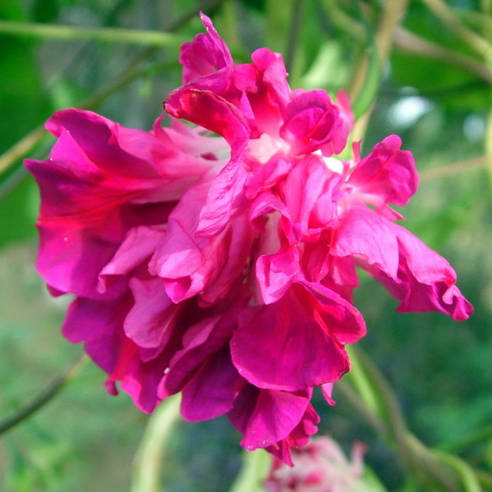 มอร์นิ่งกลอรี่ดอกซ้อนสีแดง - Double Red Morning Glory