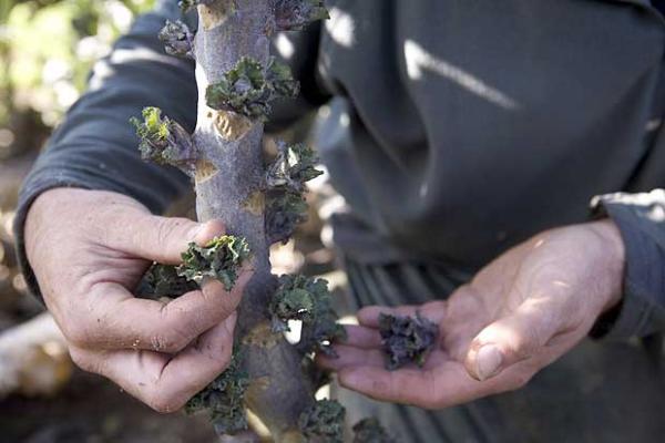 เคลลูกผสมกะหล่ำดาว F1- Kale Sprout F1