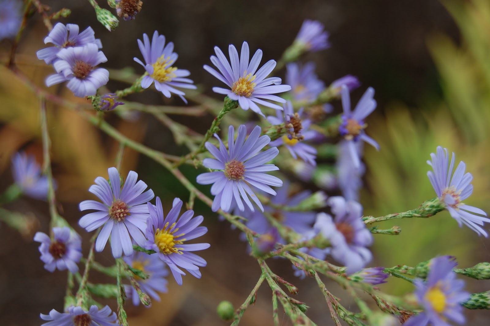 คัตเตอร์สีม่วง - Purple Cutter Aster