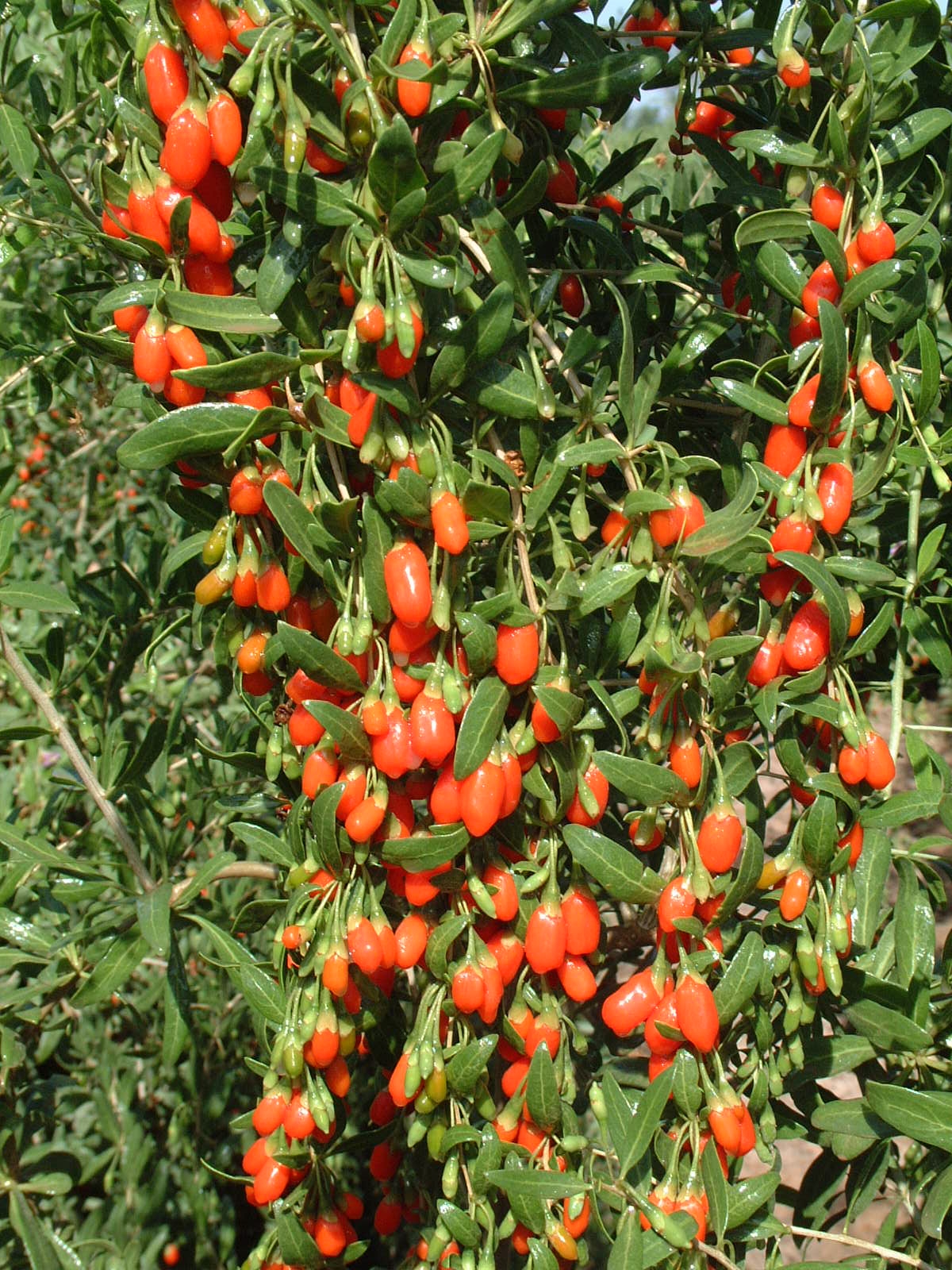 โกจิเบอร์รี่ (พันธุ์หนิงเซี่ยผลดก) - Goji berry