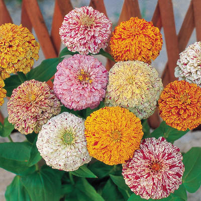 บานชื่นเปปเปอร์มินท์สติ๊กคละสี - Mixed Peppermint Stick Zinnia