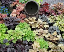 ฮิวเชร่าคละสี - Mixed Heuchera