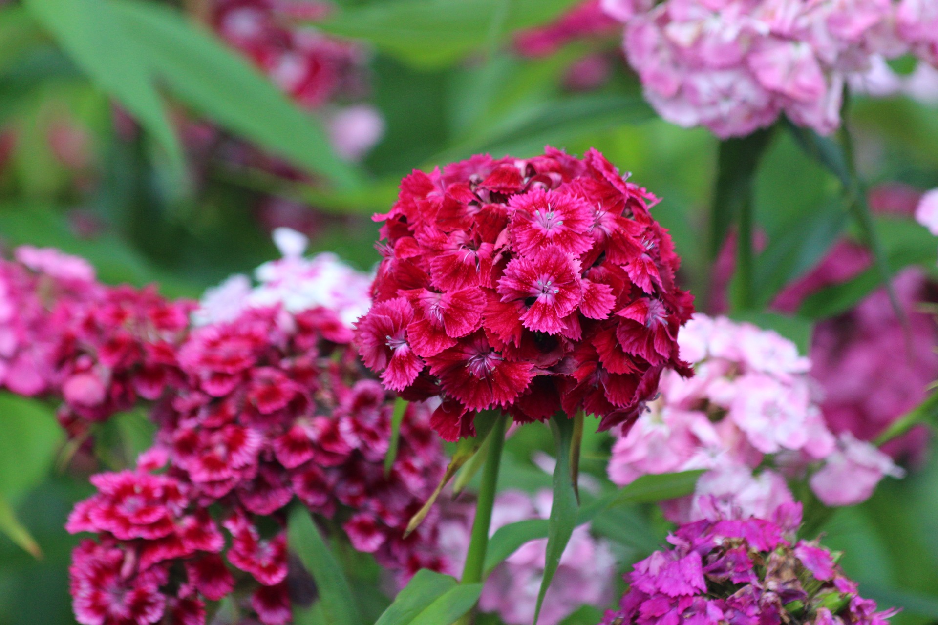 สวีทวิเลี่ยมคละสี - Mixed Sweet William (Dianthus barbatus) (ดอกไม้กินได้)