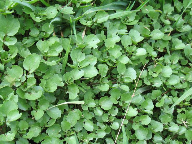 วอเตอร์เครส - Watercress (Nasturtium officinale)