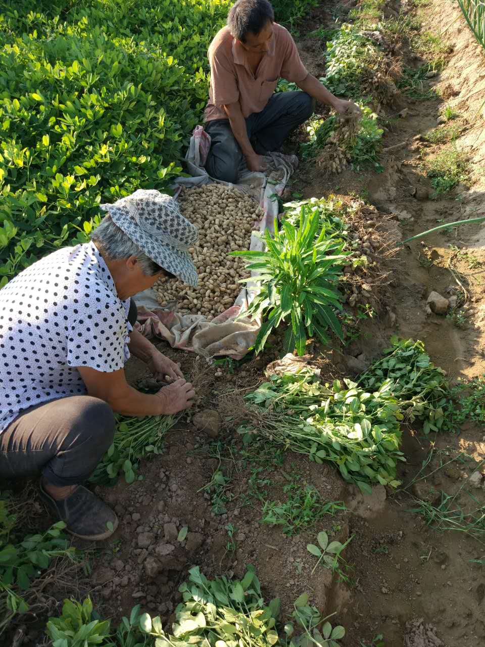 ถั่วลิสงผิวดำ - Black Peanut