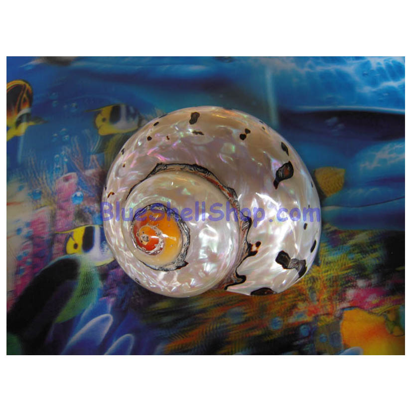 หอยมุกขัดเงา