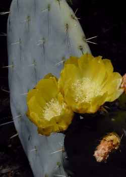พริคลี่แพร์โรบัสต้า - Opuntia Robusta