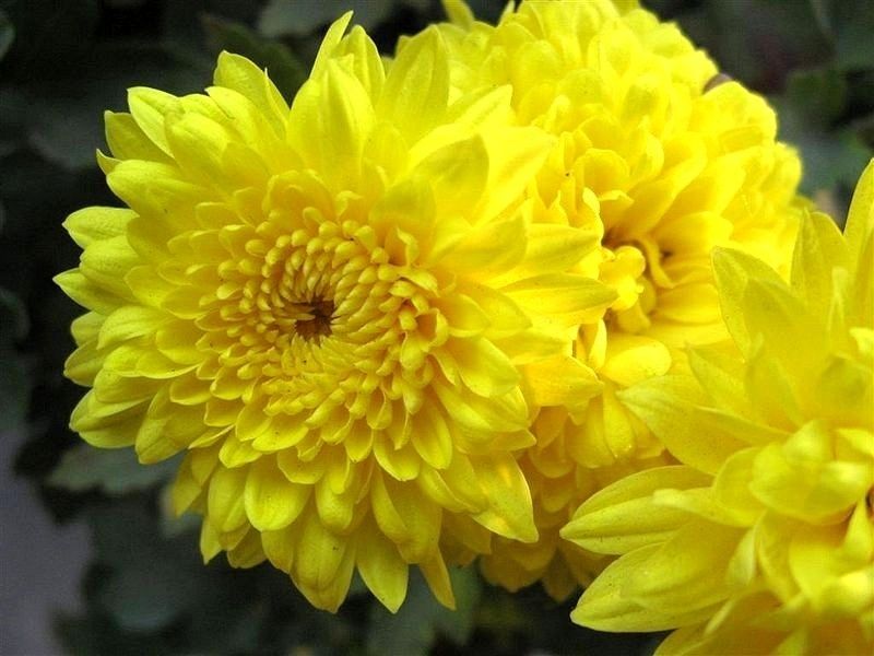 เก๊กฮวยเหลือง - Chrysanthemum morifolium
