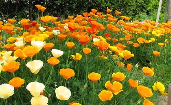 ป๊อปปี้แคลิฟอร์เนียคละสี - Mixed California Poppy