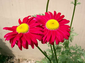 ไพรีทรัมคละสี - Mixed Pyrethrum (ไล่แมลง)