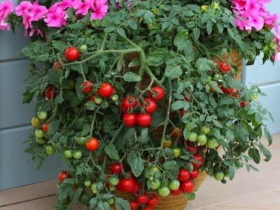 มะเขือเทศพาทิโอ F1 - Patio F1 Tomato