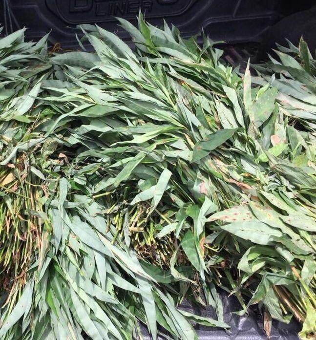 หญ้ารีแพร์ น้ำหนัก 50 กรัม 🌿 Premium Dried Repair Grass 📦 50g | Premium Grade ✨ หญ้ารีแพร์แบบอบแห้ง ชารีแพร์ Repair Grass คัดเกรด รับรองคุณภาพ🌿 အရည်အသွေးမြင့် အခြောက်ခံထားသော ပြန်လည်ပြုပြင်ရေးမြက်