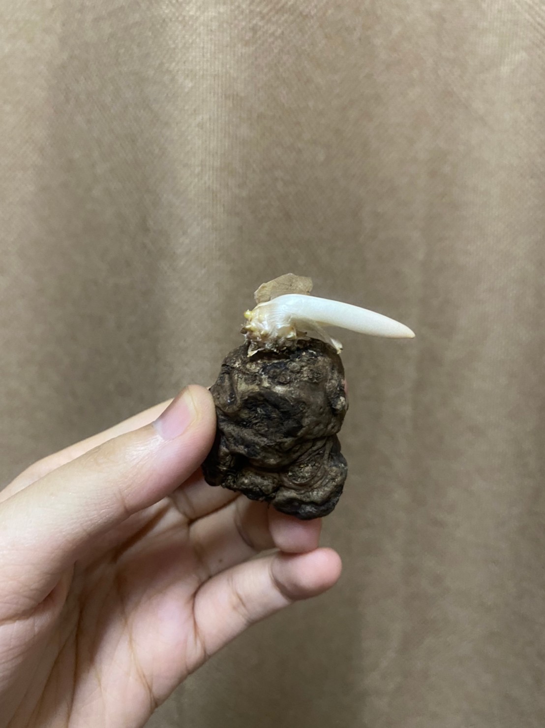 หัวบุกกำมะหยี่ - Amorphophallus atroviridus