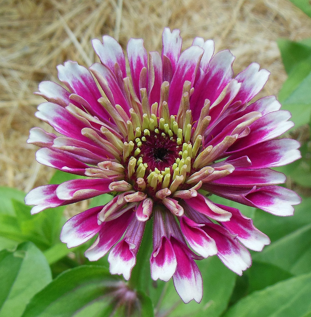 บานชื่นเวิลลิจิกคละสี - Mixed Whirligig Zinnia