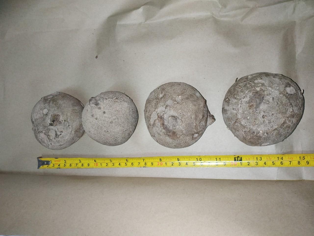 บัวบกโขด - Stephania erecta