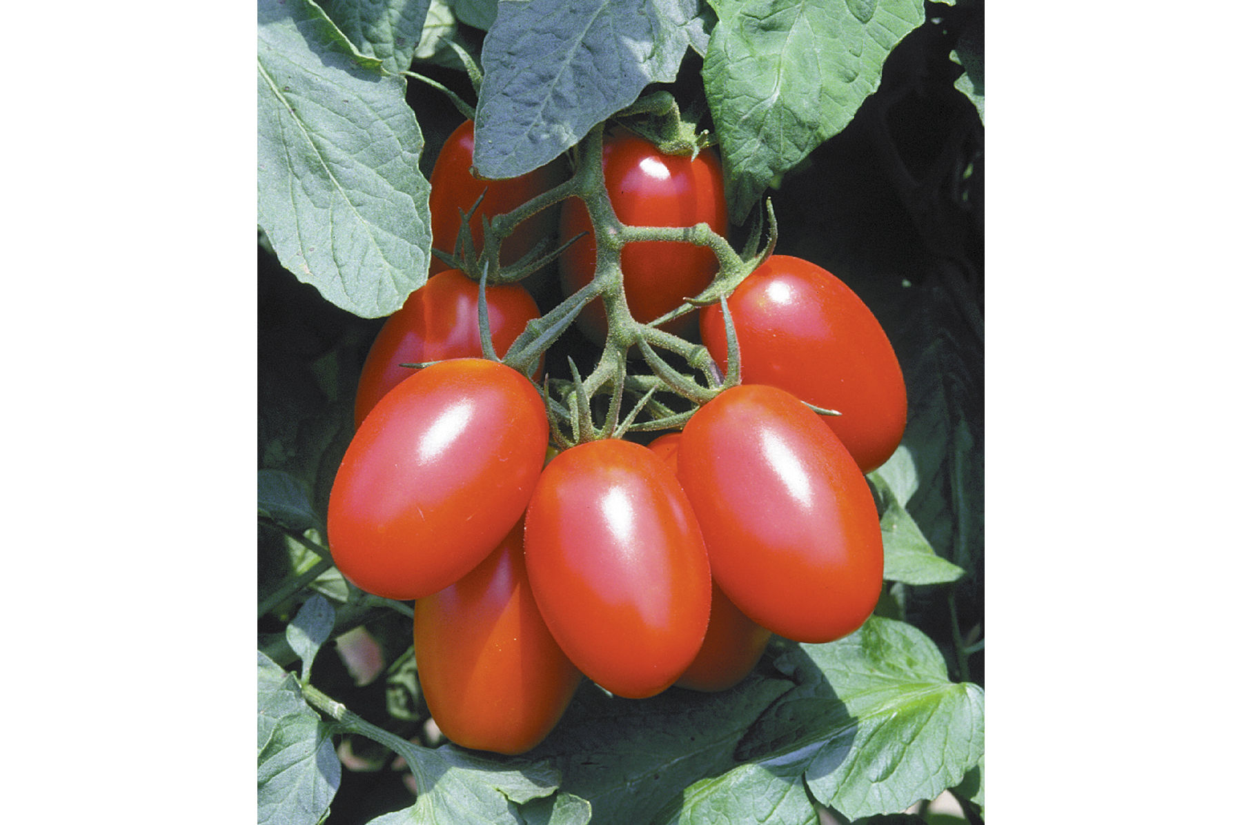 มะเขือเทศจูเลียต F1 - Juliet Tomato F1