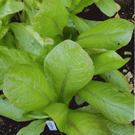 ผักสลัดซิมมารอนโรเมน - Cimmaron Romaine Lettuce