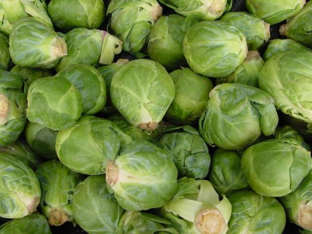กะหล่ำดาวสีเขียว - Long Island Improved Brussels Sprout