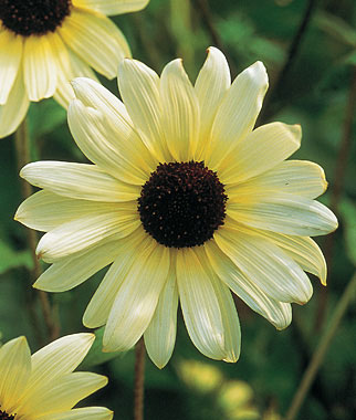 ทานตะวันวานิลาไอซ์ - Vanilla Ice Sunflower