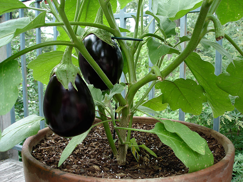 มะเขือม่วงแบล็กบิวตี้ - Black Beauty Eggplant