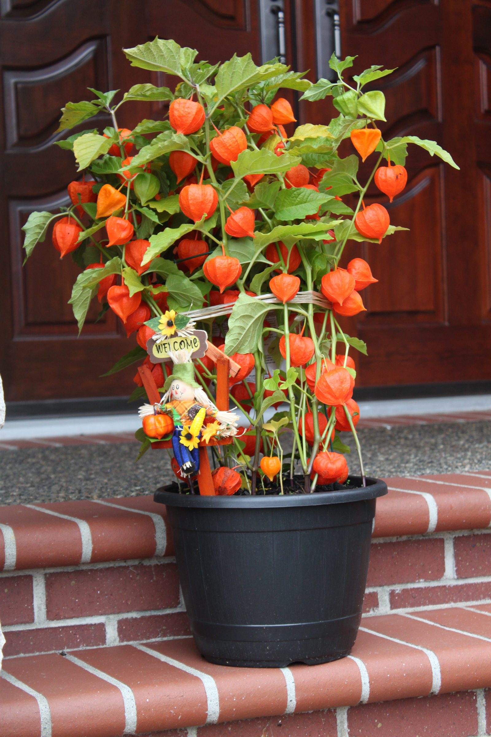 โคมไฟจีน - Physalis alkekengi