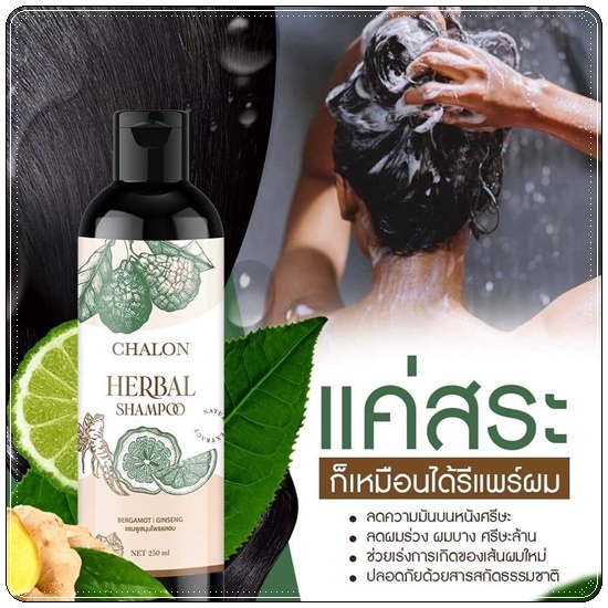 แชมพูมะกรูดชลอน Chalon Herbal Shampoo (แถมฟรี ทรีทเม้นชลอน)